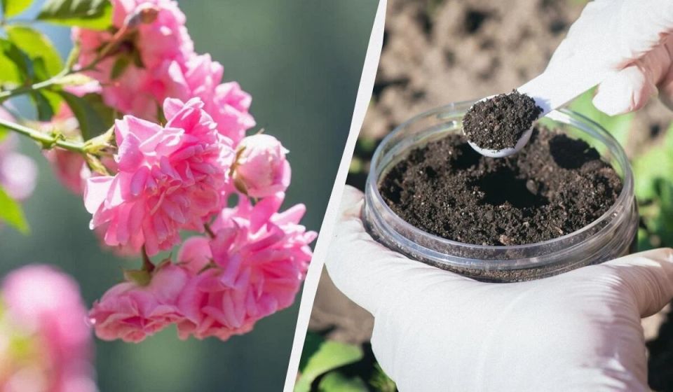 ��� ��������� ��� ��� � ���� �������� ��������: ������ � �������� ���������� ����