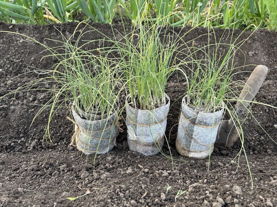 Как вырастить рассаду лука в улитках и обеспечить крепкое корневище
