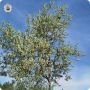 В Вилегодском округе вовсю цветет черемуха