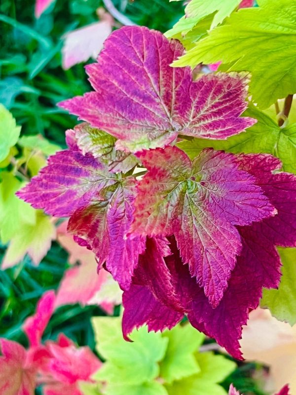 Яркие краски осени запечатлела Елена Нечаева