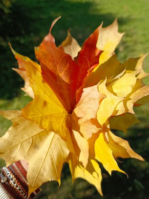 Яркие краски осени. Замечательными фотографиями с нами поделилась Елена Пушкина