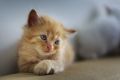 Домашняя передержка или гостиница для кошек: плюсы и минусы