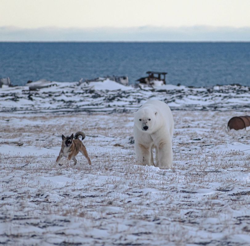 Ничего необычного, просто маленькая, но очень смелая сотрудница ОГМС им. Е.К. Федорова по кличке Муха отгоняет от метеостанции опасного гостя