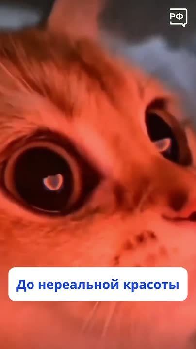 Самые яркие полярные сияния в России можно наблюдать с ноября по февраль: тёмные арктические ночи создают идеальный фон для красочного шоу в небе