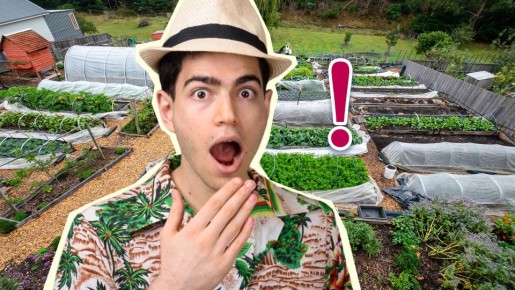 Эти 3 угрозы поджидают в саду каждого дачника: вот как себя обезопасить