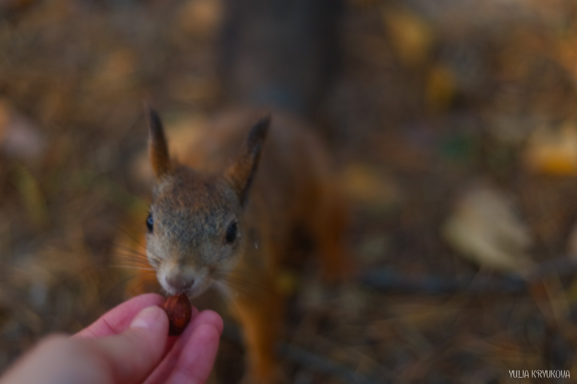 Одно из любимых занятий на Яграх - кормить белок! Атмосферные кадры Юлии Крюковой Одно из любимых занятий на Яграх - кормить белок! Атмосферные кадры Юлии Крюковой