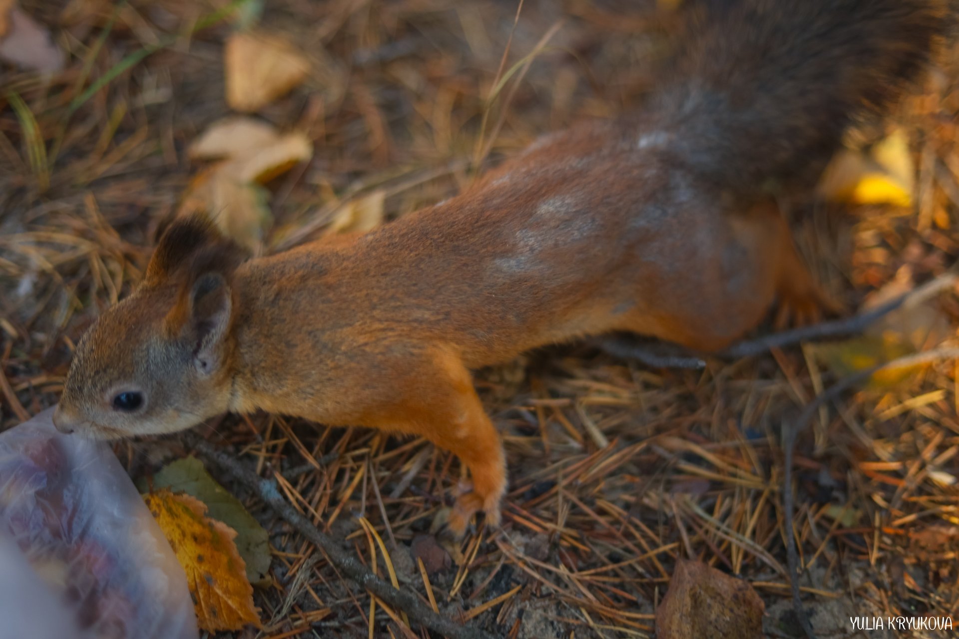 Одно из любимых занятий на Яграх - кормить белок! Атмосферные кадры Юлии Крюковой Одно из любимых занятий на Яграх - кормить белок! Атмосферные кадры Юлии Крюковой