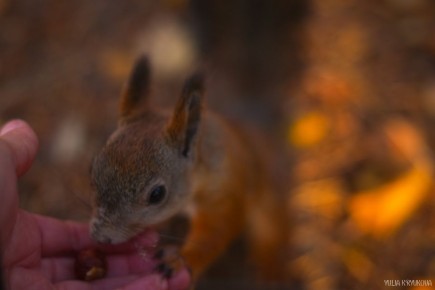 Одно из любимых занятий на Яграх - кормить белок! Атмосферные кадры Юлии Крюковой