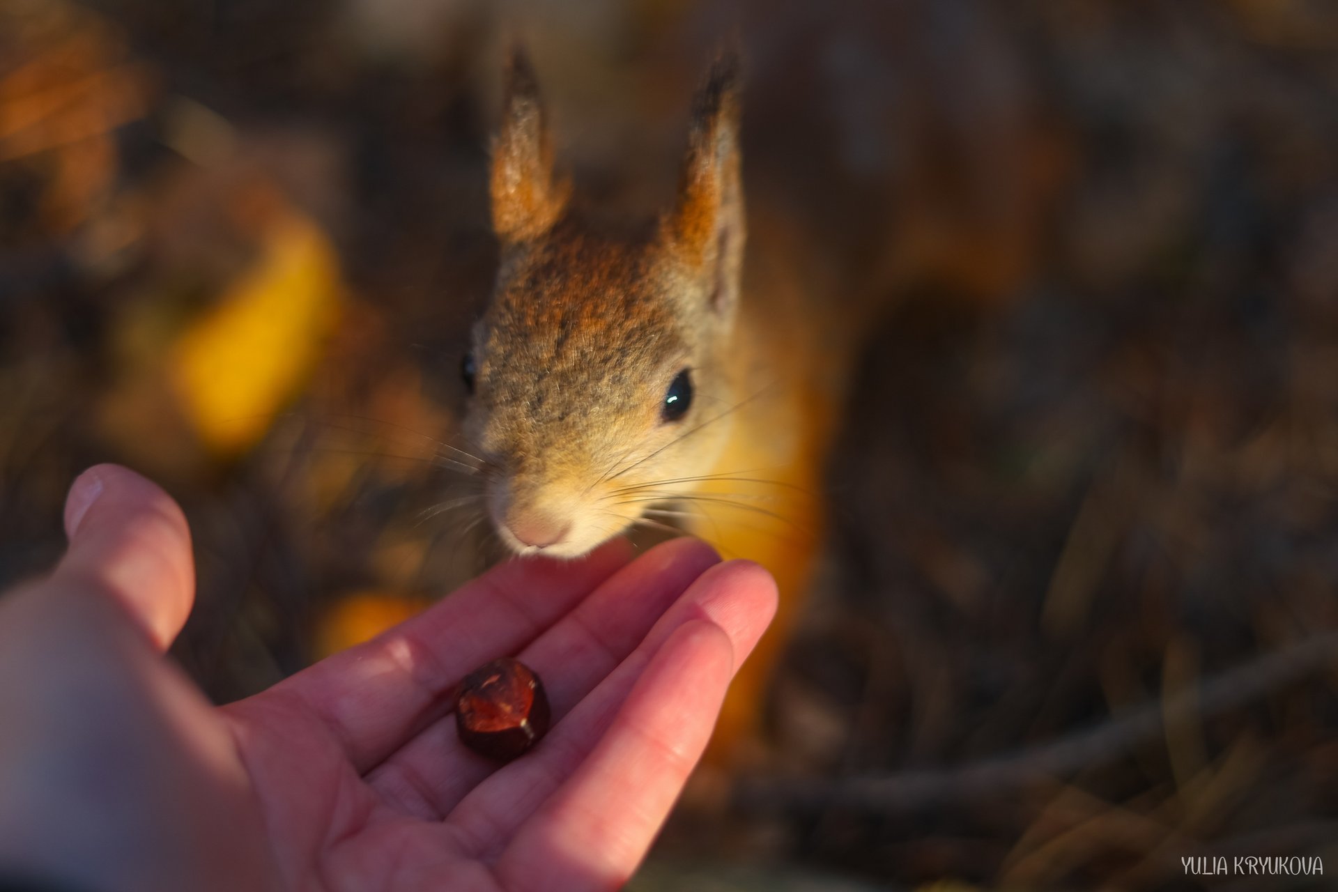 Одно из любимых занятий на Яграх - кормить белок! Атмосферные кадры Юлии Крюковой Одно из любимых занятий на Яграх - кормить белок! Атмосферные кадры Юлии Крюковой