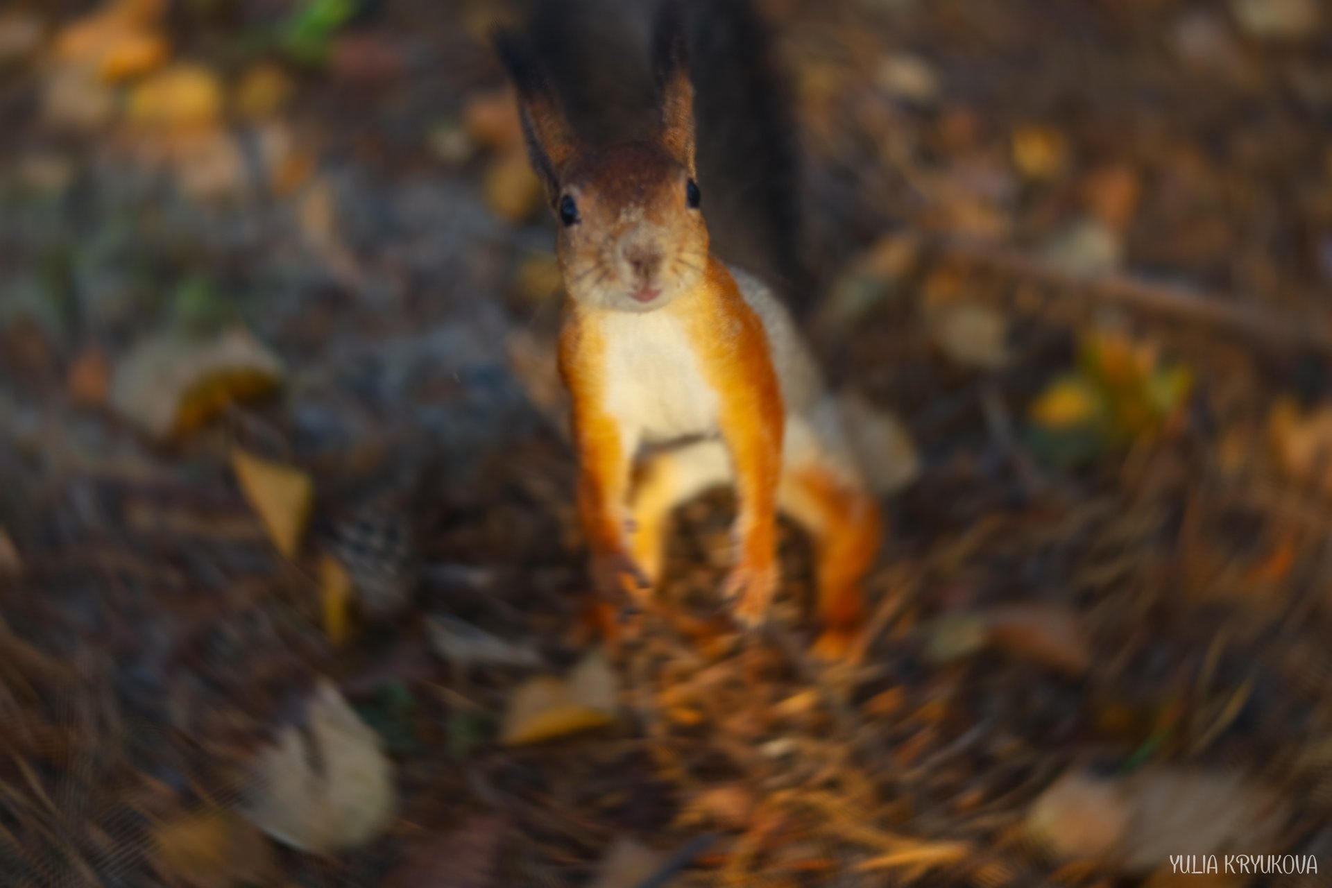 Одно из любимых занятий на Яграх - кормить белок! Атмосферные кадры Юлии Крюковой Одно из любимых занятий на Яграх - кормить белок! Атмосферные кадры Юлии Крюковой