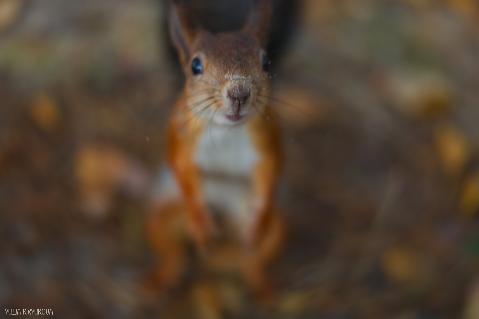 Одно из любимых занятий на Яграх - кормить белок! Атмосферные кадры Юлии Крюковой Одно из любимых занятий на Яграх - кормить белок! Атмосферные кадры Юлии Крюковой