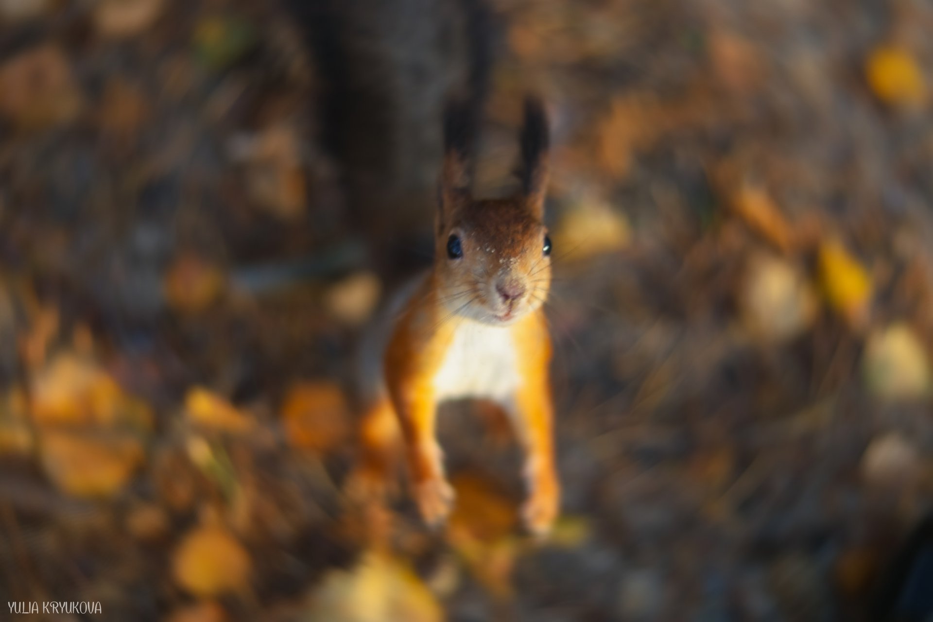 Одно из любимых занятий на Яграх - кормить белок! Атмосферные кадры Юлии Крюковой Одно из любимых занятий на Яграх - кормить белок! Атмосферные кадры Юлии Крюковой
