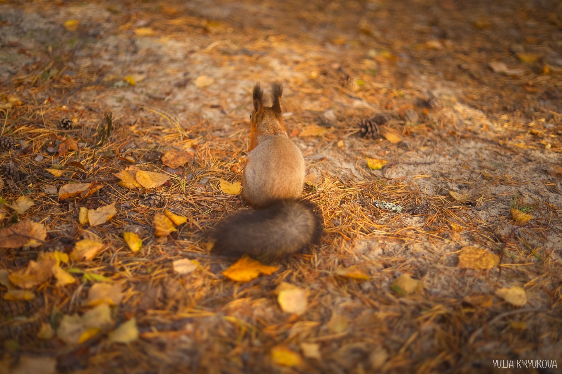 Одно из любимых занятий на Яграх - кормить белок! Атмосферные кадры Юлии Крюковой Одно из любимых занятий на Яграх - кормить белок! Атмосферные кадры Юлии Крюковой