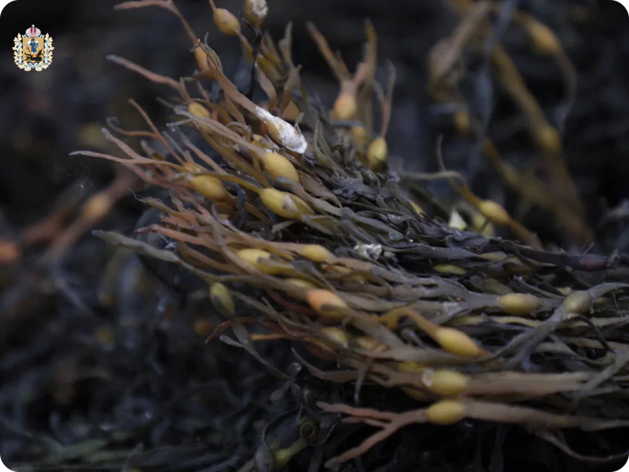 В Архангельске открылся новый косметический цех по производству уходовых средств из арктических водорослей В Архангельске открылся новый косметический цех по производству уходовых средств из арктических водорослей