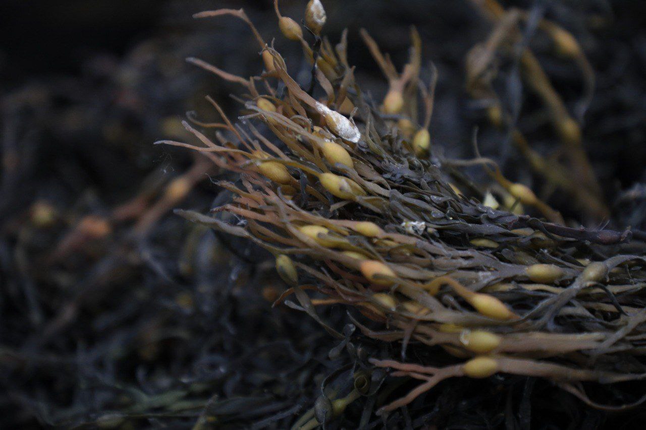 В Архангельске открылся новый косметический цех по производству уходовых средств из арктических водорослей В Архангельске открылся новый косметический цех по производству уходовых средств из арктических водорослей