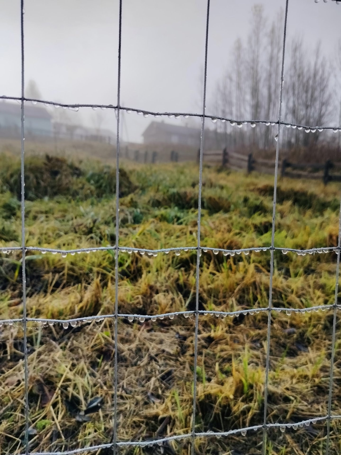 Наталья Медведкова запечатлела туманное утро в деревне Наталья Медведкова запечатлела туманное утро в деревне
