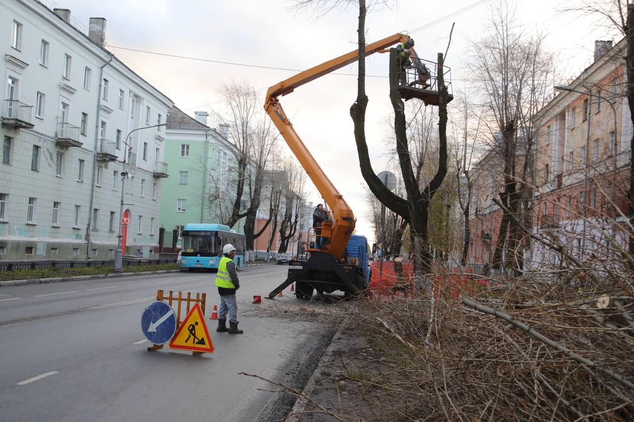 Игорь Арсентьев: Началась омолаживающая обрезка деревьев на проспекте Ленина
