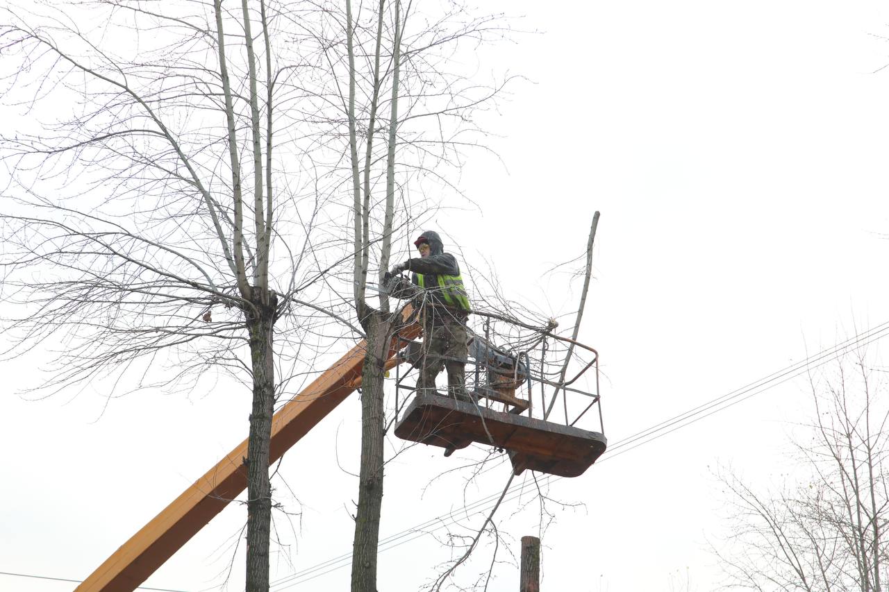 Игорь Арсентьев: Началась омолаживающая обрезка деревьев на проспекте Ленина Игорь Арсентьев: Началась омолаживающая обрезка деревьев на проспекте Ленина