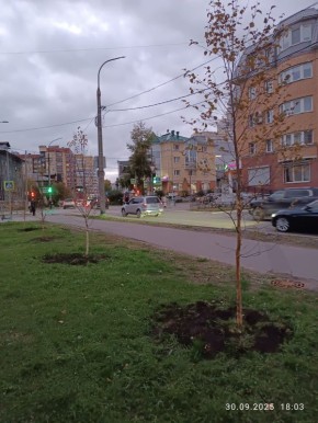 Специалисты "Городского благоустройства" провели дополнительное озеленение сквера Лейцингера