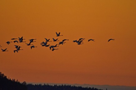 Лебеди улетают на юг, а в осеннем лесу на Соловках молодые глухарки-капухи да рябчики прогуливаются