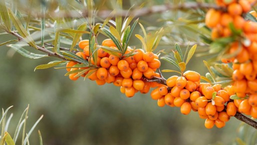 Это лакомство из облепихи оценит вся семья: получается и вкусно, и полезно