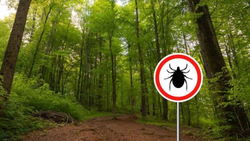 Запахи, которые отпугивают клещей: секреты лесных егерей