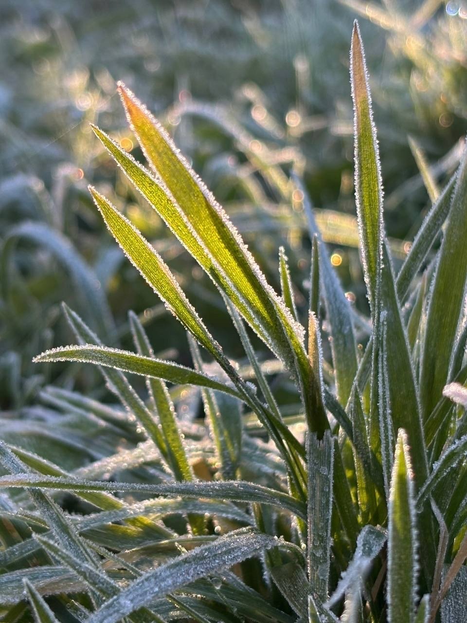Доброе утро, регион!. Сегодня нас ждет классическая северная погода: облака и осадки — где-то снег, где-то дождь Доброе утро, регион!. Сегодня нас ждет классическая северная погода: облака и осадки — где-то снег, где-то дождь