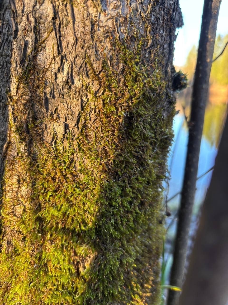 Доброе утро, регион!. Сегодня нас ждет классическая северная погода: облака и осадки — где-то снег, где-то дождь Доброе утро, регион!. Сегодня нас ждет классическая северная погода: облака и осадки — где-то снег, где-то дождь