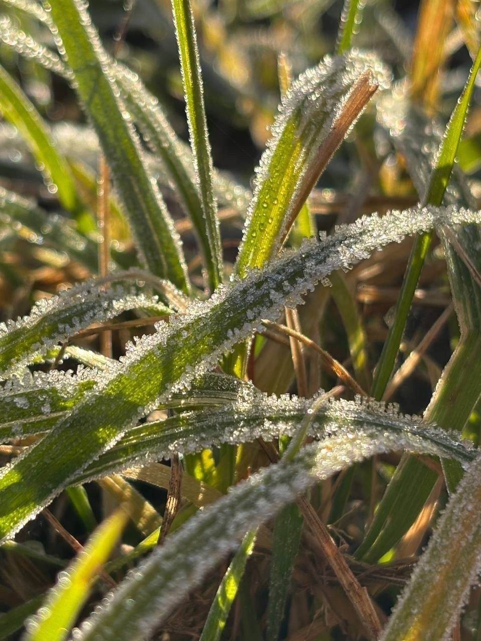 Доброе утро, регион!. Сегодня нас ждет классическая северная погода: облака и осадки — где-то снег, где-то дождь Доброе утро, регион!. Сегодня нас ждет классическая северная погода: облака и осадки — где-то снег, где-то дождь