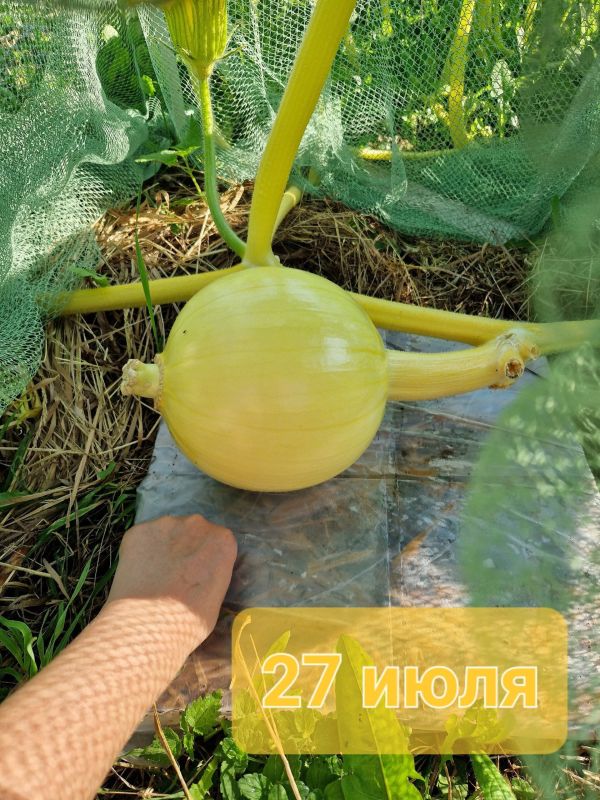 Гигантскую тыкву весом в 251 кг вырастила Юлия Звездина Гигантскую тыкву весом в 251 кг вырастила Юлия Звездина