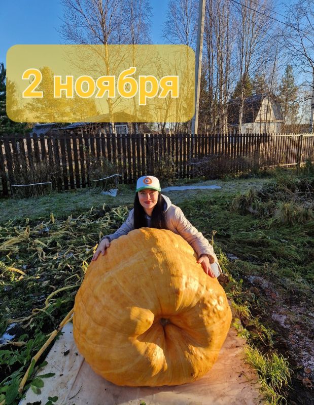 Гигантскую тыкву весом в 251 кг вырастила Юлия Звездина