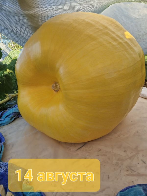 Гигантскую тыкву весом в 251 кг вырастила Юлия Звездина Гигантскую тыкву весом в 251 кг вырастила Юлия Звездина