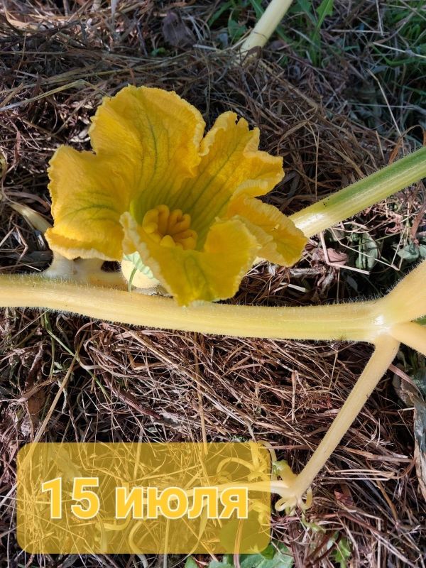 Гигантскую тыкву весом в 251 кг вырастила Юлия Звездина Гигантскую тыкву весом в 251 кг вырастила Юлия Звездина