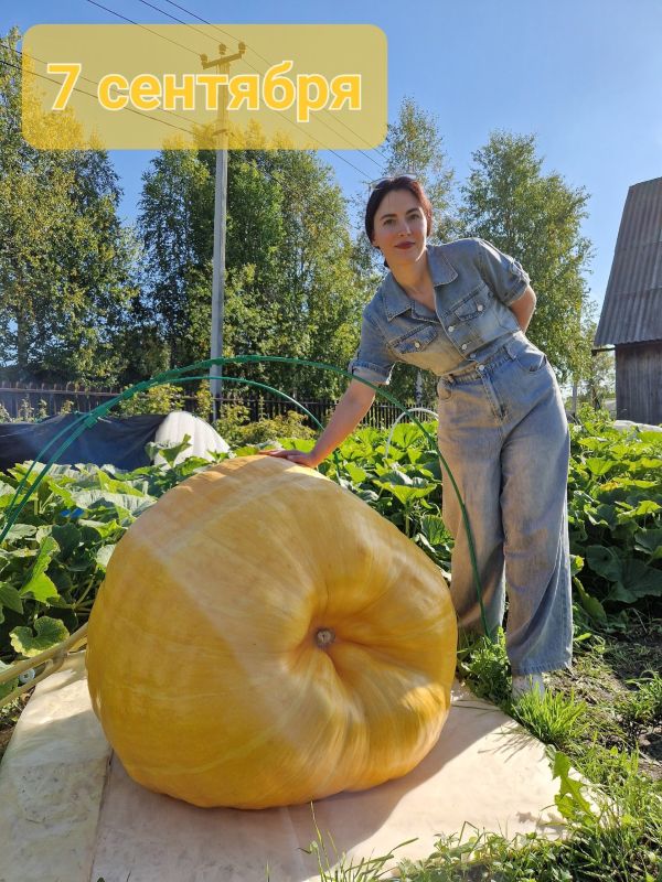 Гигантскую тыкву весом в 251 кг вырастила Юлия Звездина Гигантскую тыкву весом в 251 кг вырастила Юлия Звездина