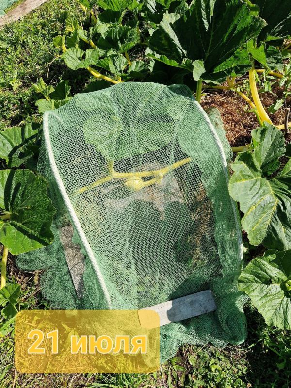 Гигантскую тыкву весом в 251 кг вырастила Юлия Звездина Гигантскую тыкву весом в 251 кг вырастила Юлия Звездина