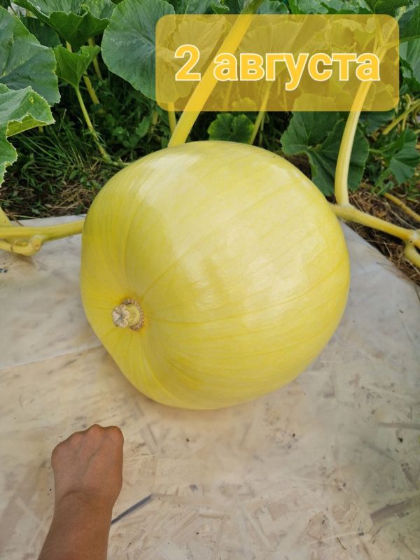 Гигантскую тыкву весом в 251 кг вырастила Юлия Звездина Гигантскую тыкву весом в 251 кг вырастила Юлия Звездина