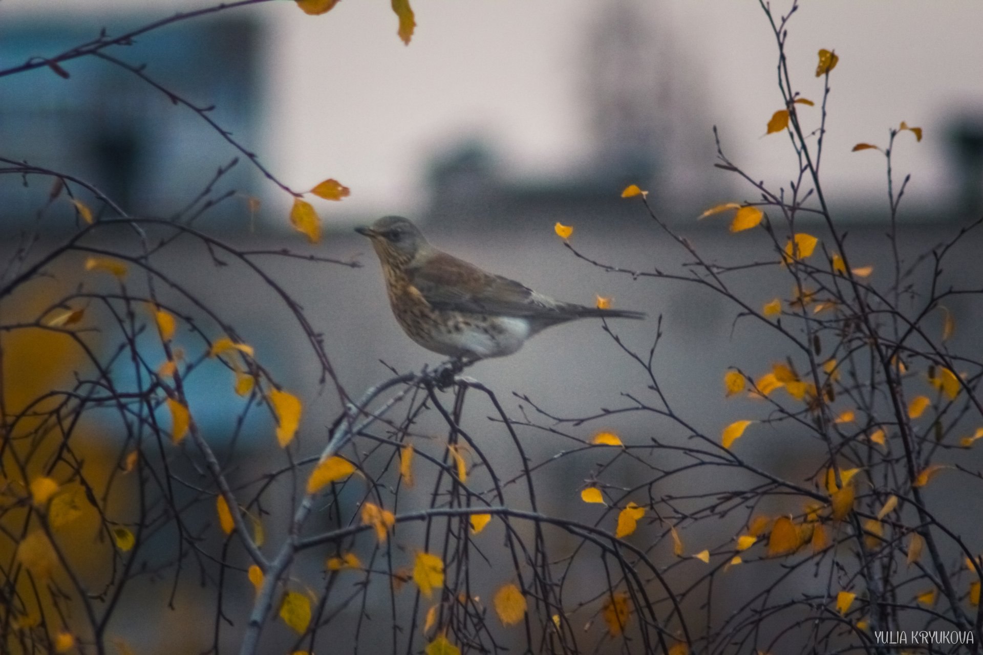 В мире пернатых. Прекрасные фотографии Юлии Крюковой В мире пернатых. Прекрасные фотографии Юлии Крюковой