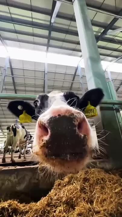 Что-то «на молочном». Потому что работаем в Вельском районе