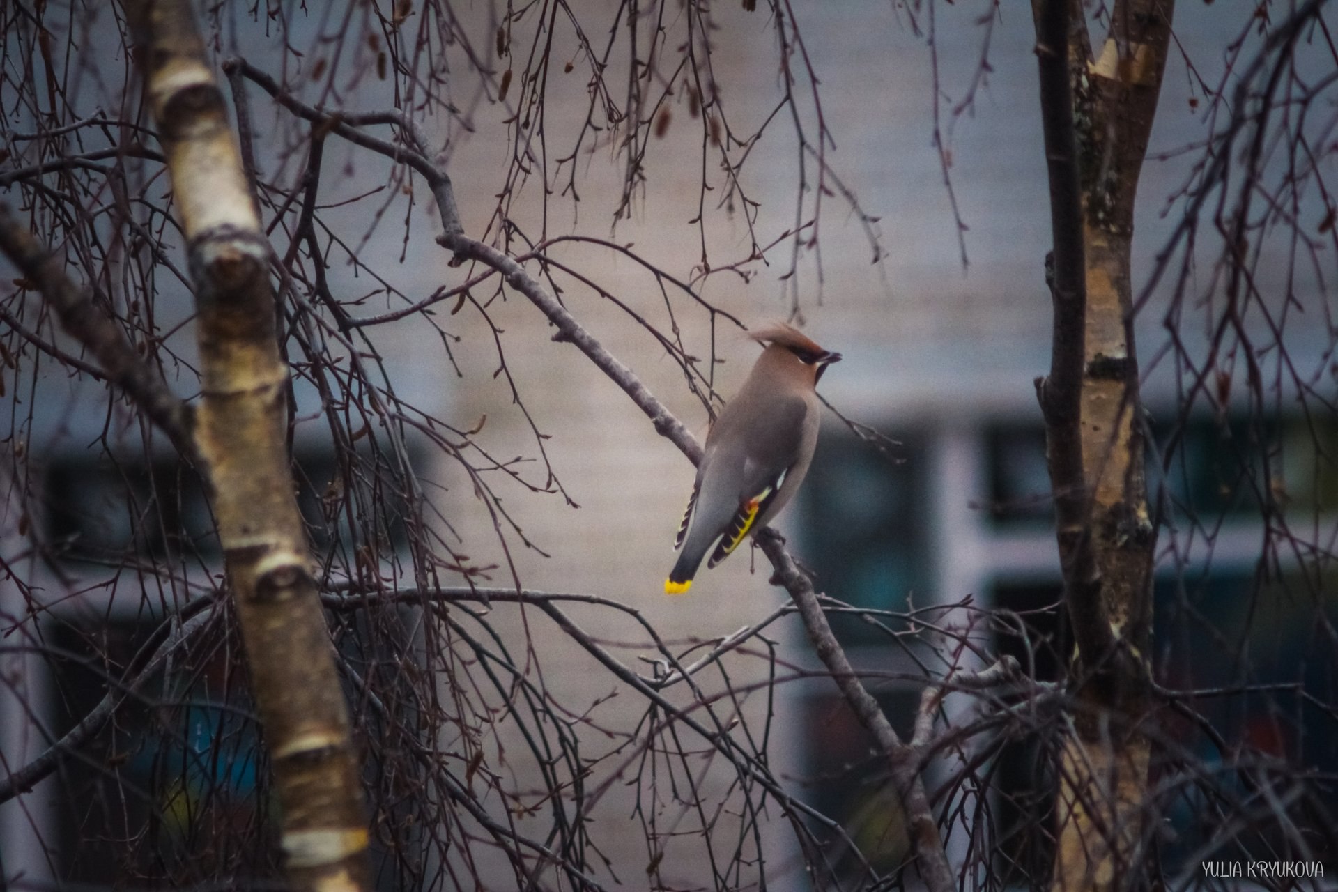 В мире пернатых. Прекрасные фотографии Юлии Крюковой В мире пернатых. Прекрасные фотографии Юлии Крюковой