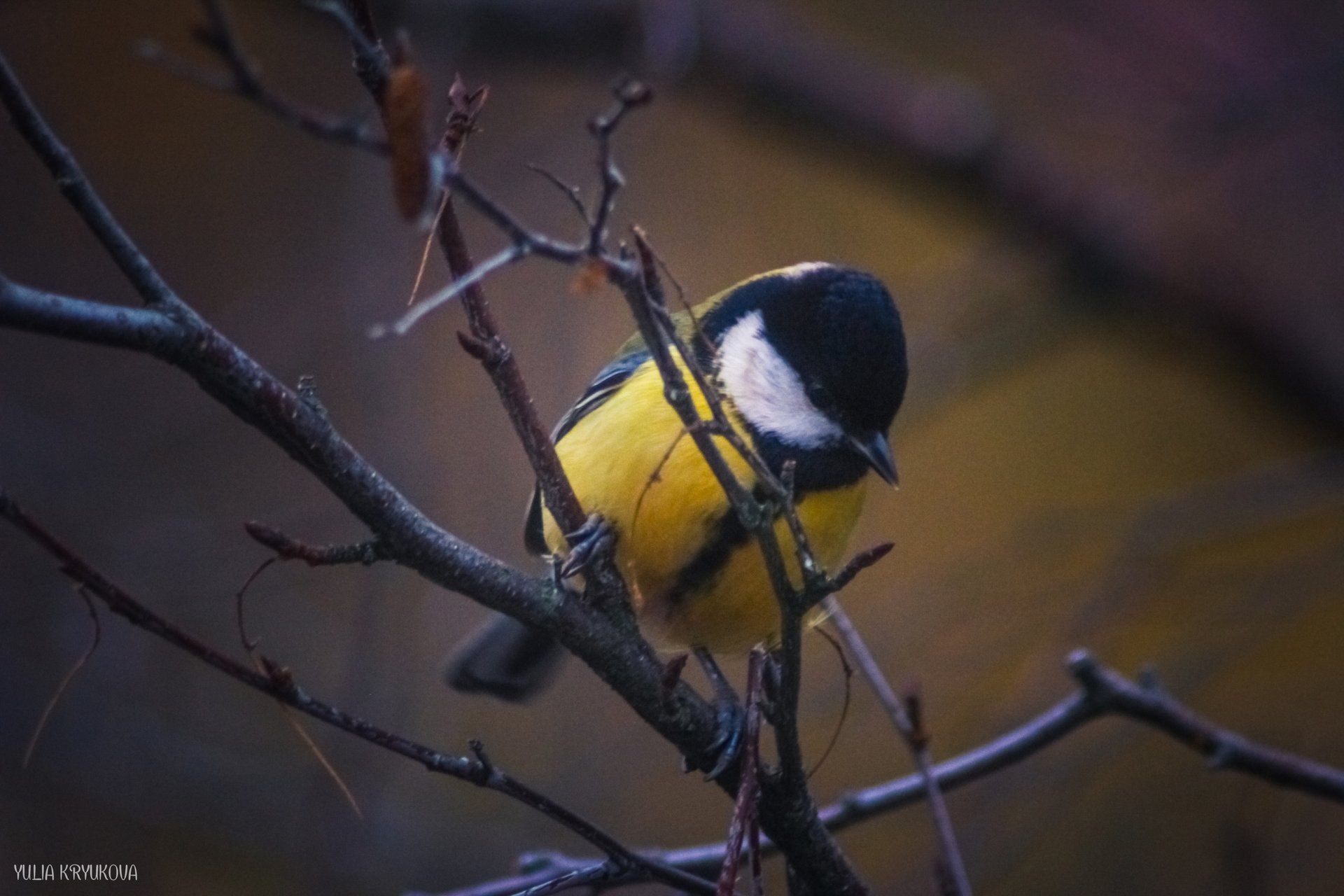 В мире пернатых. Прекрасные фотографии Юлии Крюковой В мире пернатых. Прекрасные фотографии Юлии Крюковой
