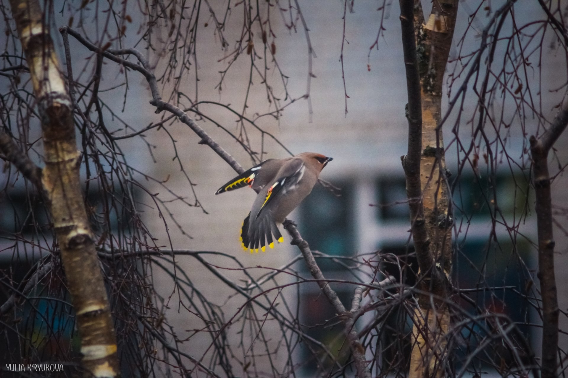 В мире пернатых. Прекрасные фотографии Юлии Крюковой В мире пернатых. Прекрасные фотографии Юлии Крюковой