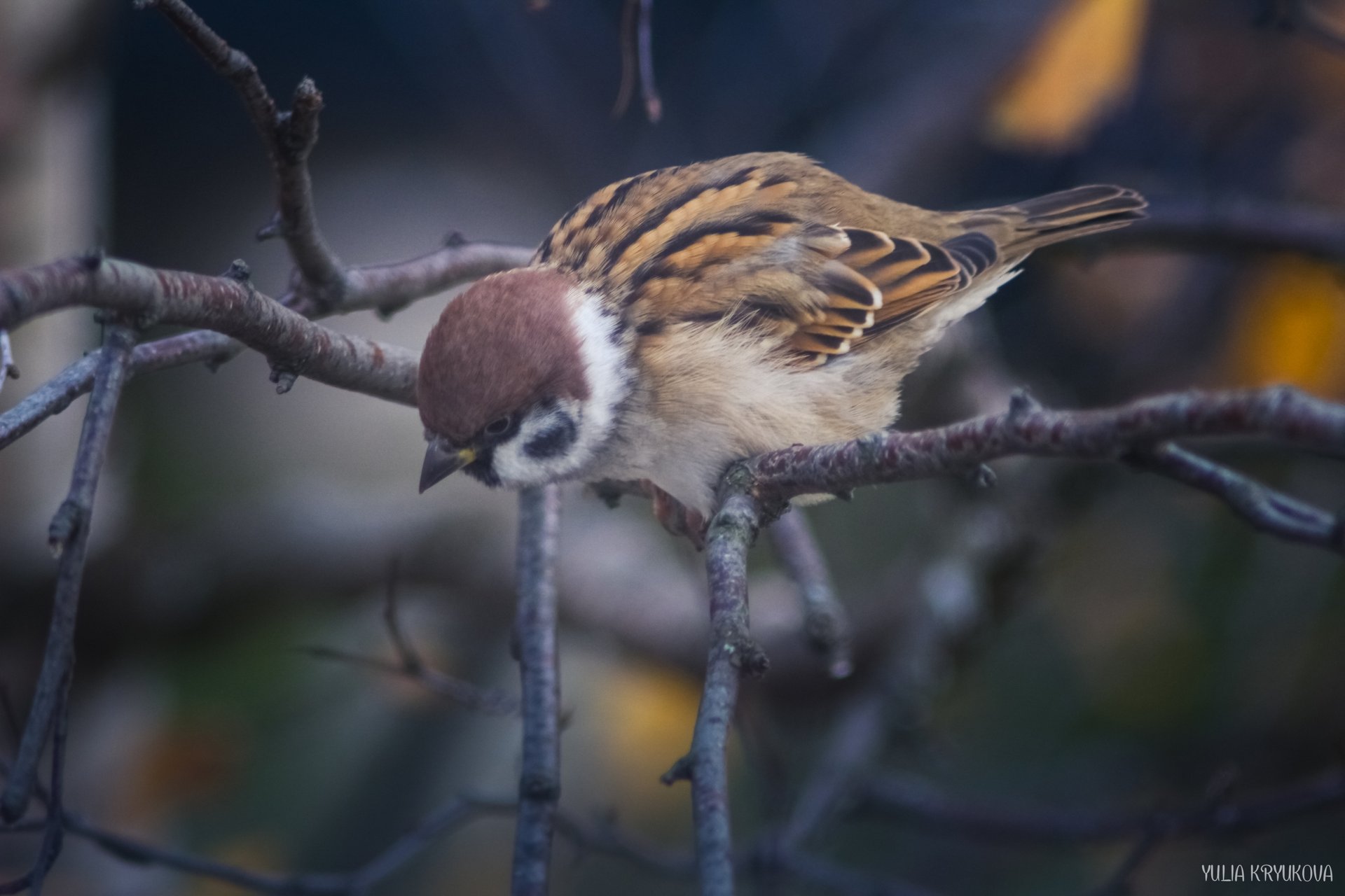 В мире пернатых. Прекрасные фотографии Юлии Крюковой В мире пернатых. Прекрасные фотографии Юлии Крюковой