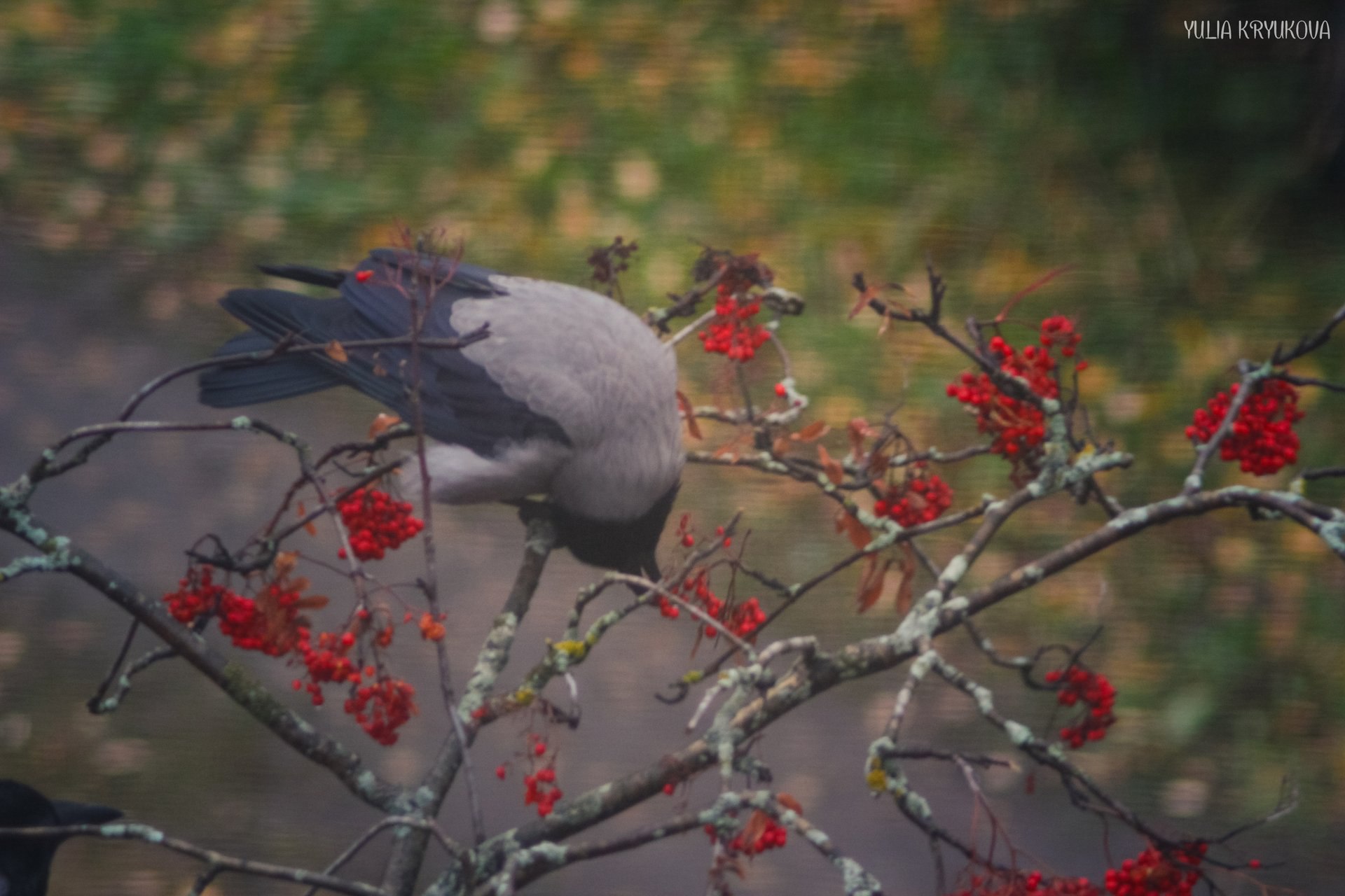 В мире пернатых. Прекрасные фотографии Юлии Крюковой В мире пернатых. Прекрасные фотографии Юлии Крюковой