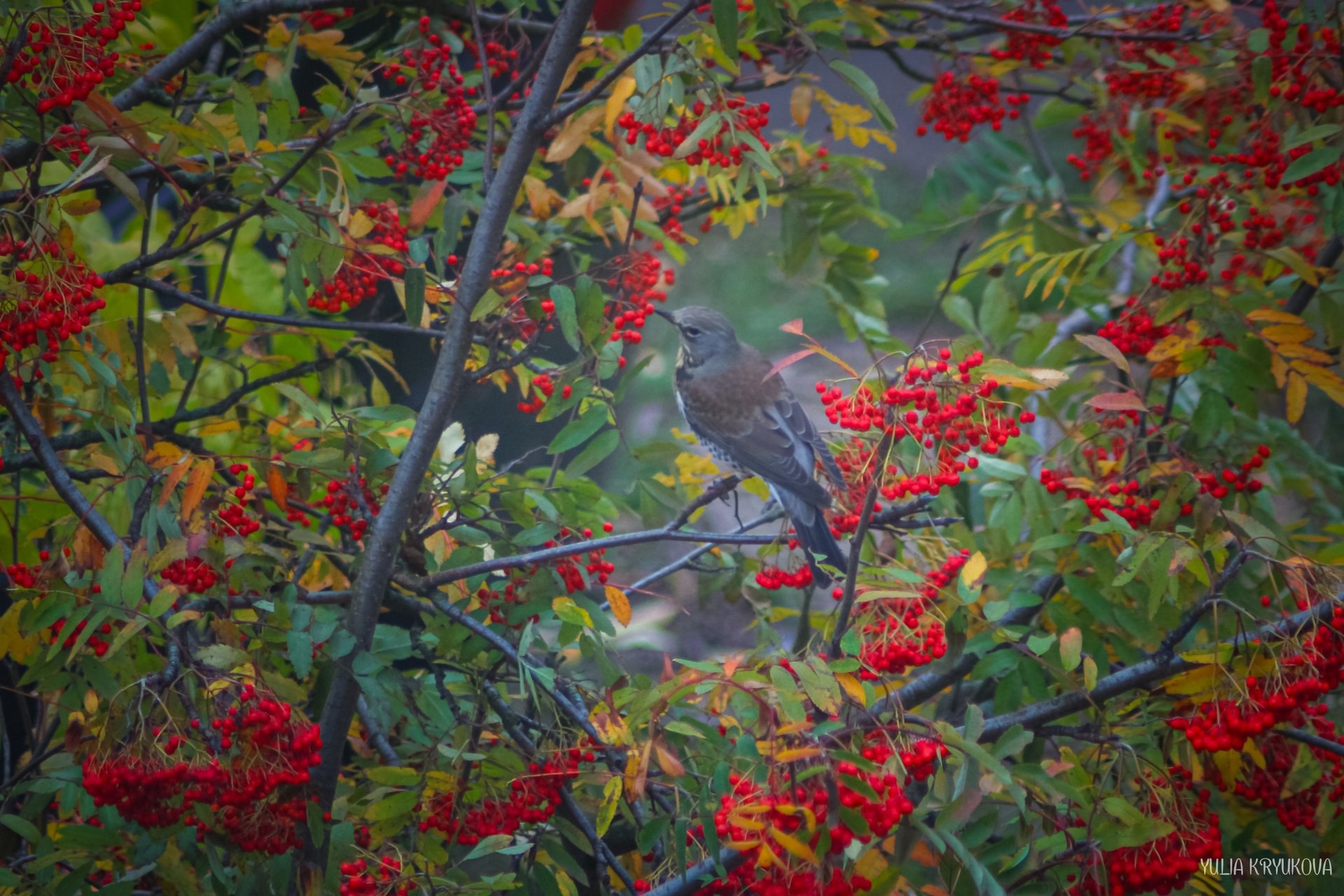 В мире пернатых. Прекрасные фотографии Юлии Крюковой В мире пернатых. Прекрасные фотографии Юлии Крюковой