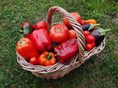 Как вырастить перцы, которые затмят магазинные: советы от опытных дачников