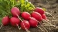 Как вырастить редиску на две недели раньше: простые секреты агрономов