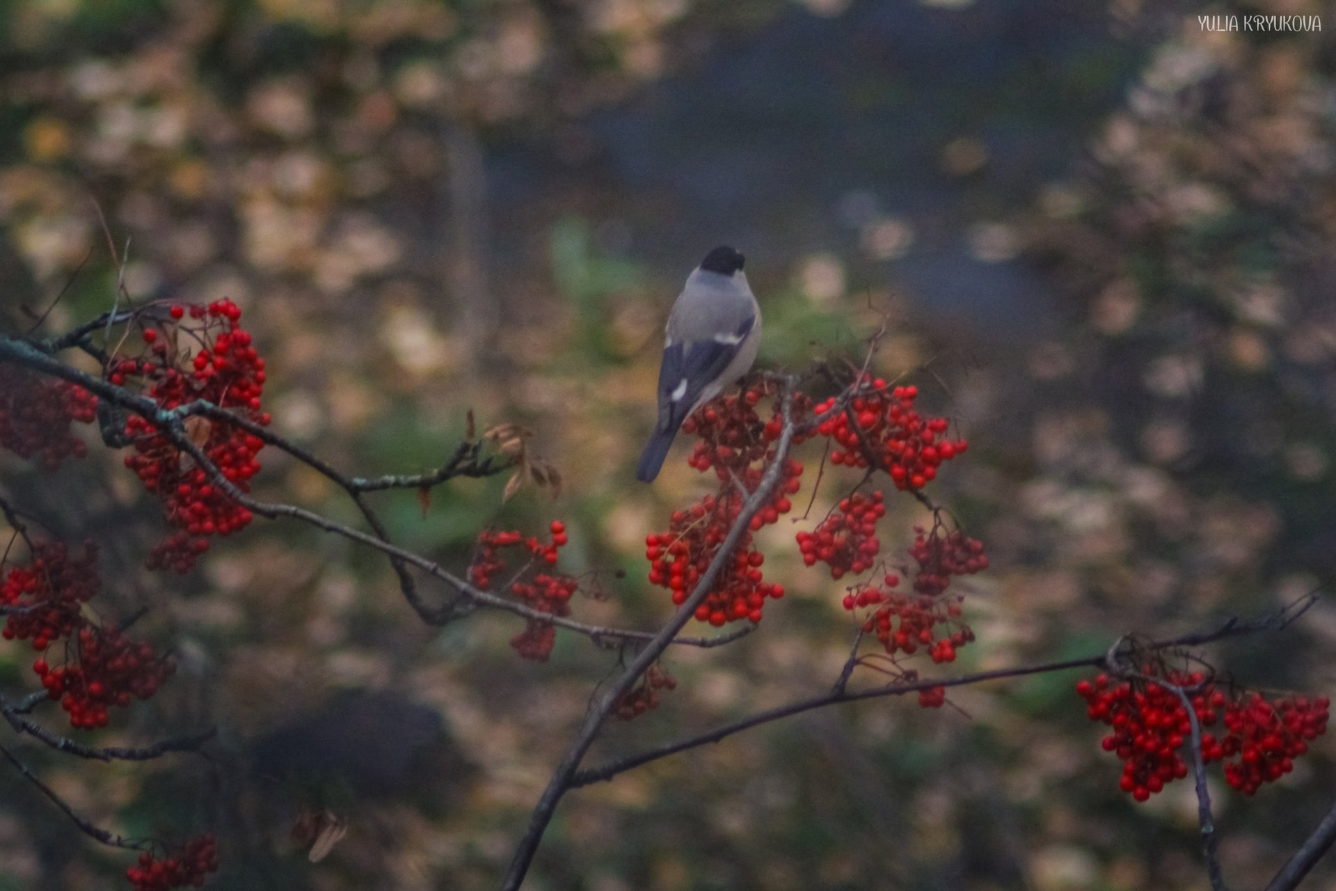 В мире пернатых. Прекрасные фотографии Юлии Крюковой В мире пернатых. Прекрасные фотографии Юлии Крюковой