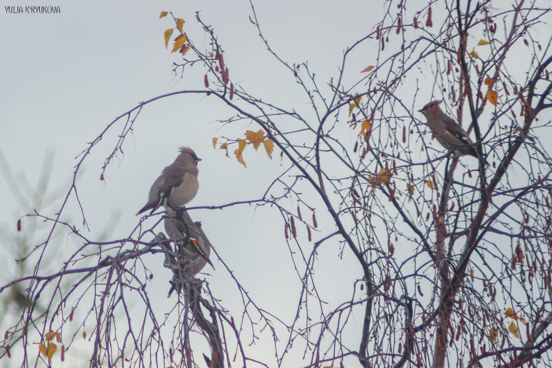 В мире пернатых. Прекрасные фотографии Юлии Крюковой