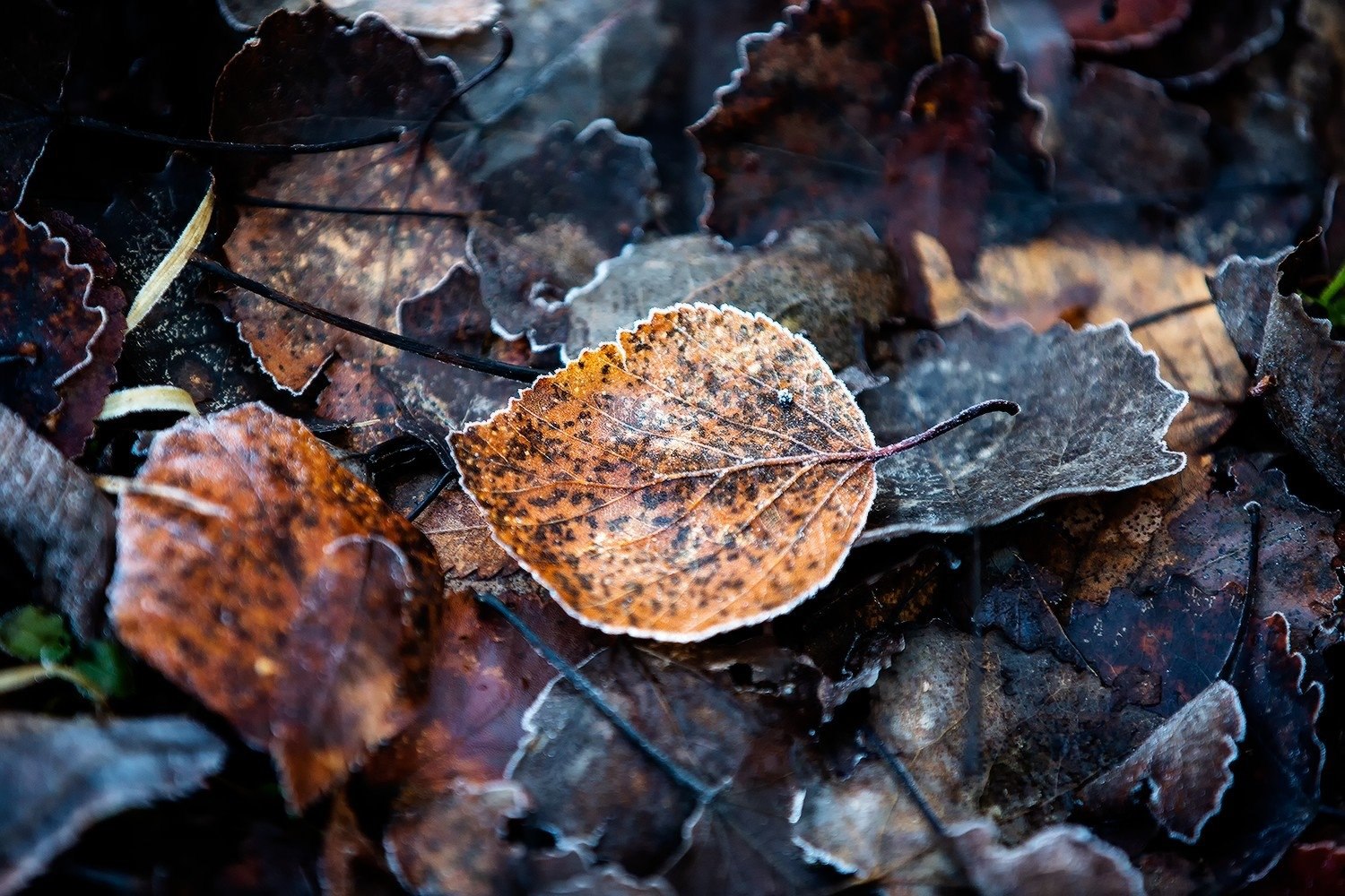Давно не делились мы с вами красотой, которую снимает Сергей Олюков Давно не делились мы с вами красотой, которую снимает Сергей Олюков
