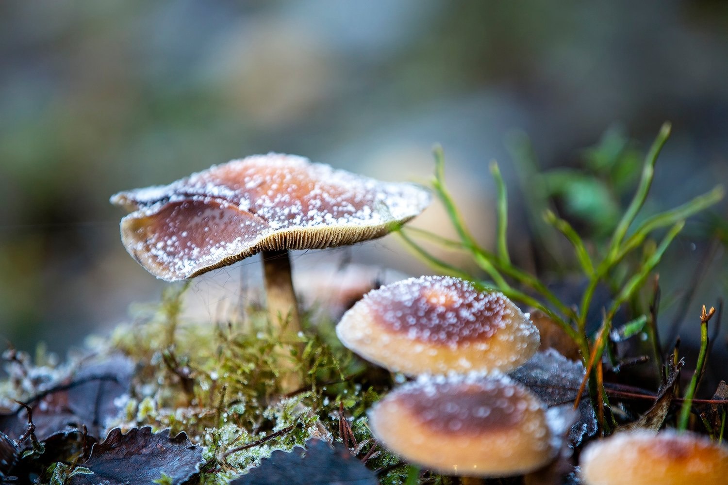 Давно не делились мы с вами красотой, которую снимает Сергей Олюков Давно не делились мы с вами красотой, которую снимает Сергей Олюков